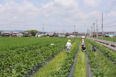 休耕田を活用した綿花畑