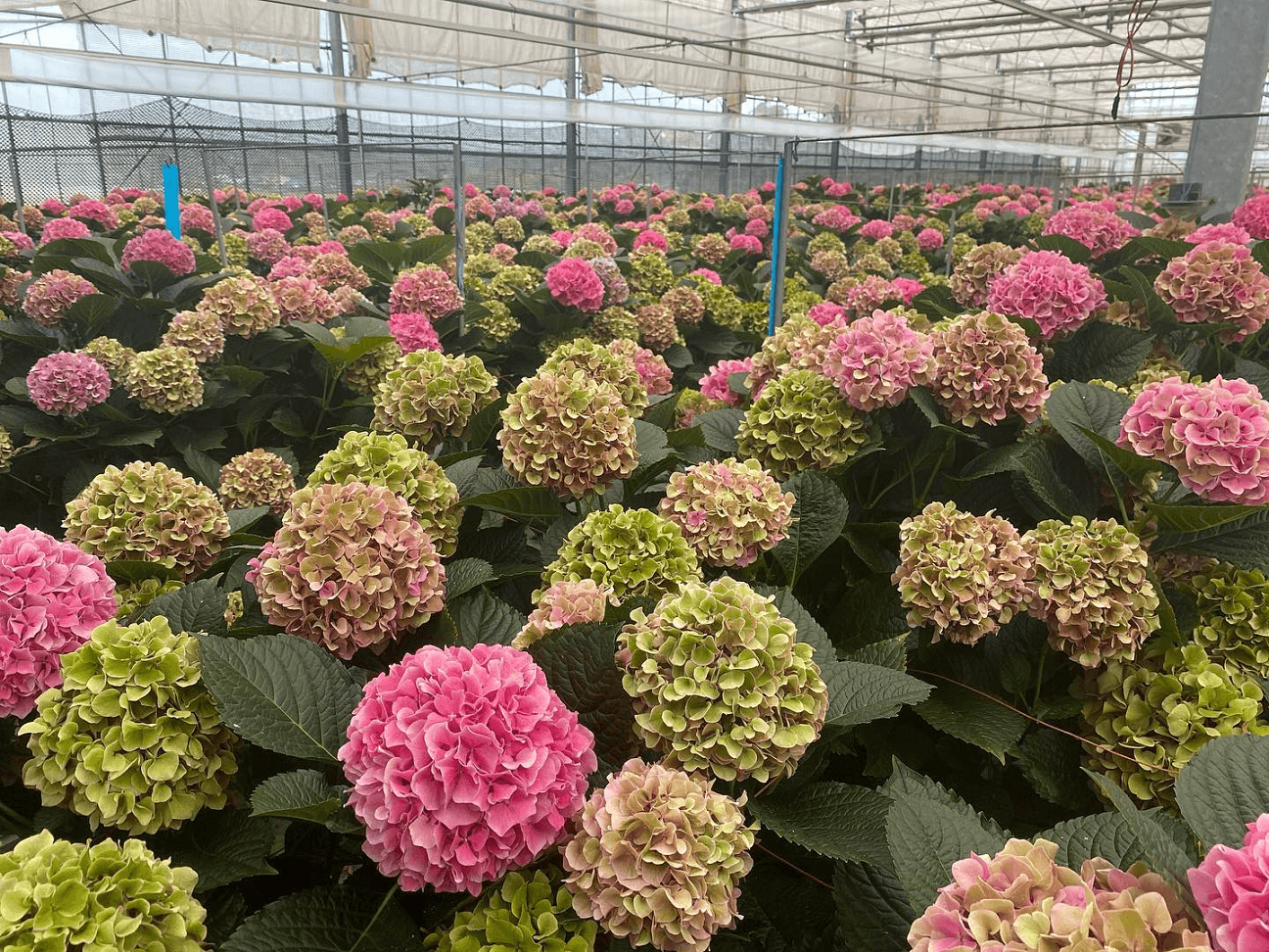 アジサイ(千葉県 青木園芸)イメージ
