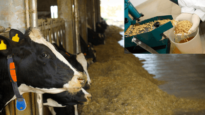 AruDiUiIAnSpaWlDsyKR.png?w=940&h=940