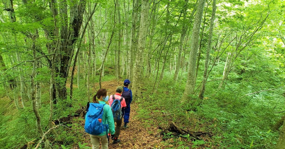 「国界の大ブナ」を目指す、只見町「癒しの森」ガイドトレッキング体験!