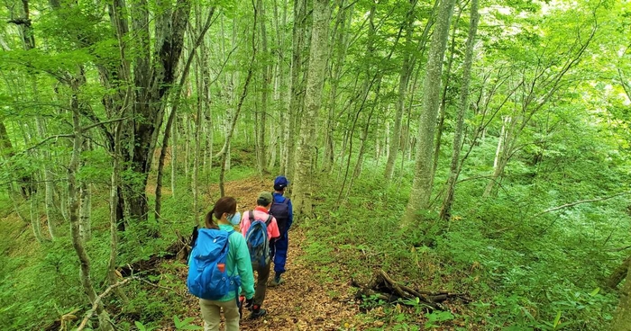 「国界の大ブナ」を目指す、只見町「癒しの森」ガイドトレッキング体験!