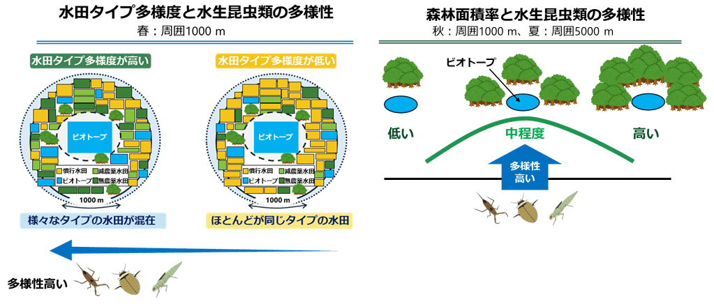 水生昆虫類の保全に適した休耕田ビオトープの立地条件を提言
