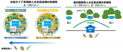 図1　周囲の水田の“多様さ”と中程度の森林が、ビオトープの水生昆虫類の多様性を高める