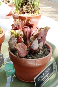 B1AuK7GpvavI7Qry0BCi.jpg?w=940&h=940