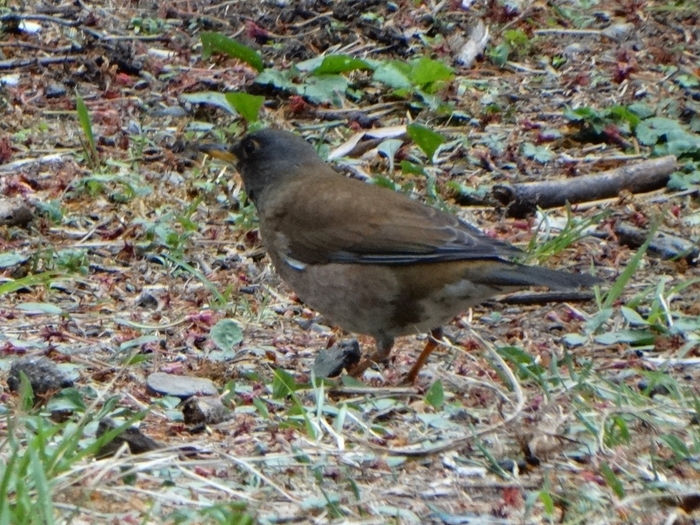お腹が白いのでこの名がつきました(シロハラ)