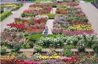 ばら園（令和７年撮影）