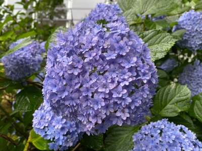 B5T7pQQ55AfDnl95k3Jm.jpg?w=940&h=940