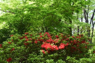 園内のつつじ（4月11日撮影）