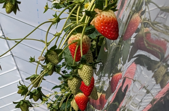 奈良県産古都華