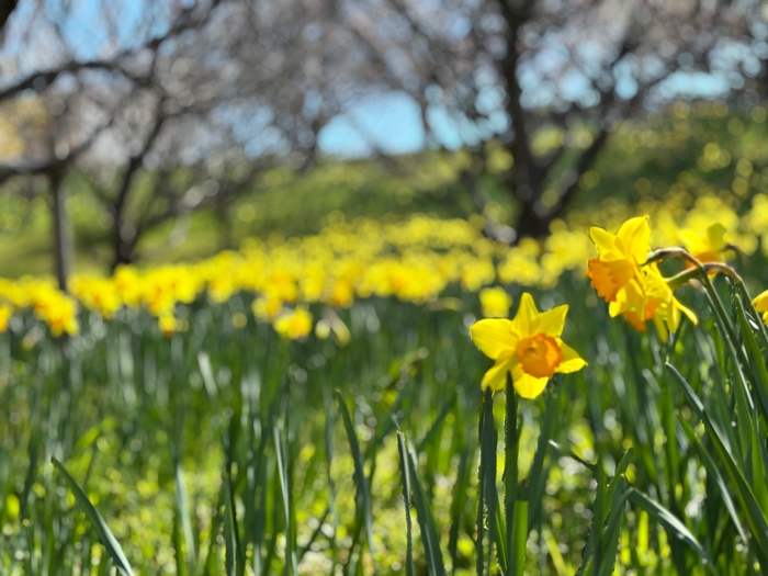 3月20日に見頃を迎えたスイセン