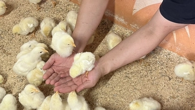 ふれあい体験満載！淡路島西海岸 「のじま動物園」『ジャクソンズの移動動物園』が8月に期間限定で登場！