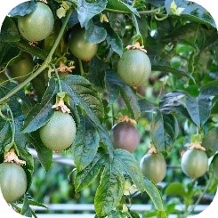 B8t9Qhe4Yvsz3WcTZiza.jpg?w=940&h=940