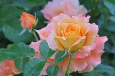 BCQcrzXwfa0wB9RN0Sqs.jpg?w=940&h=940