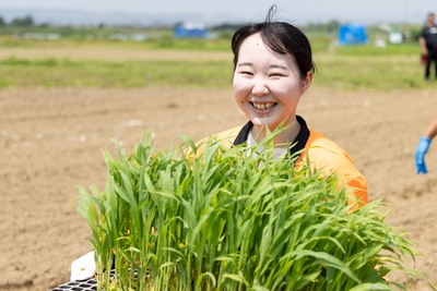 とうもろこしの苗