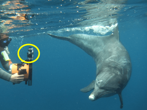 図2.実際のイルカの撮影の様子。黄色の丸で囲んだものが体長推定のためのシステム。