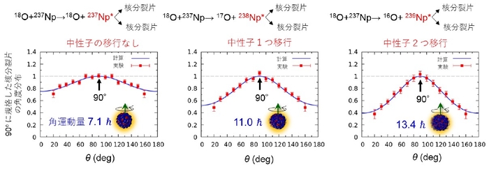 図4 18O+237Npの多核子移行反応で生成される3種類の複合核(237Np*, 238Np*, 239Np*)の核分裂において、放出される核分裂片の角度θを回転軸から測定したもので、立体角あたりの核分裂片の検出確率を表します。分布は、θ=90°での収率を1.0として規格化しました。角運動量と角度分布の関係を記述する理論による計算結果を実線で表します。解析で得られた角運動量を図中に示します。