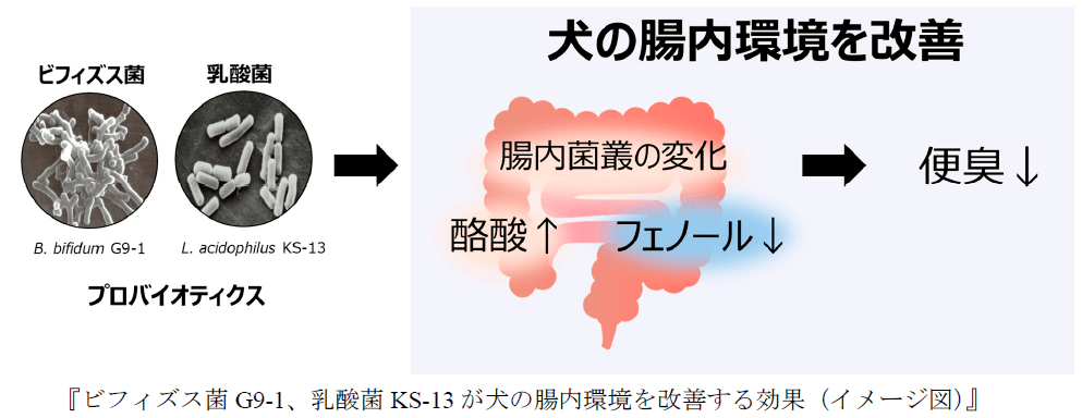 乳酸菌とビフィズス菌のサイエンス 乳酸菌とビフィズス菌のサイエンス | 日本乳酸菌学会 |本 | 通販