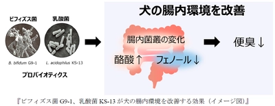 ビフィズス菌G9-1と乳酸菌KS-13が 犬の腸内環境を改善することを確認