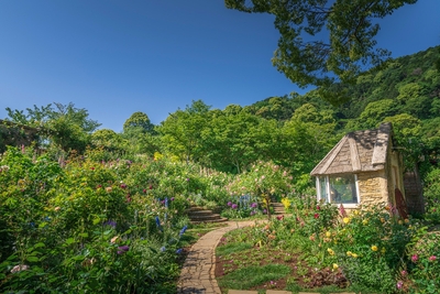 イングリッシュローズガーデン（ACAO FOREST）