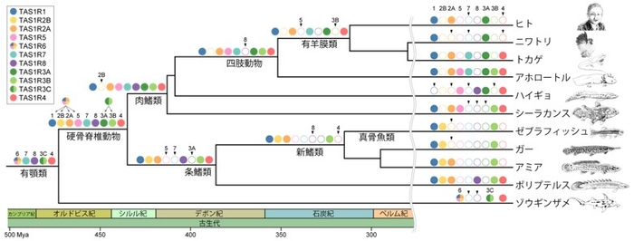 図2 脊椎動物の系統関係とTAS1R遺伝子の進化 塗りつぶされた丸印は遺伝子を持ち、白丸は遺伝子が失われたことを表している。 矢印は、その系統上で各遺伝子を喪失したことを示している。