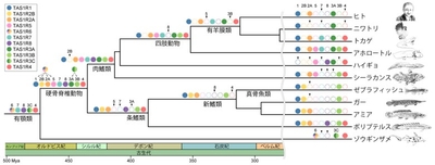 図2 脊椎動物の系統関係とTAS1R遺伝子の進化　塗りつぶされた丸印は遺伝子を持ち、白丸は遺伝子が失われたことを表している。　矢印は、その系統上で各遺伝子を喪失したことを示している。