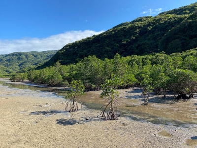 マングローブと干潟
