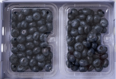 収穫から36時間以内