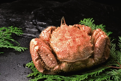 BQfht3ZTwgkWW4ltjk1m.jpg?w=940&h=940