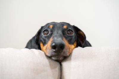 BVec8ogCcBtu1MtBkmlz.jpeg?w=940&h=940