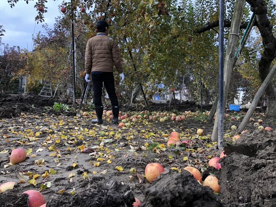 ▲台風により落下した林檎