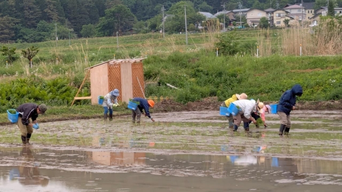 2025年5月24日の田植え