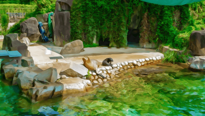 神戸市立王子動物園|カリフォルニアアシカ