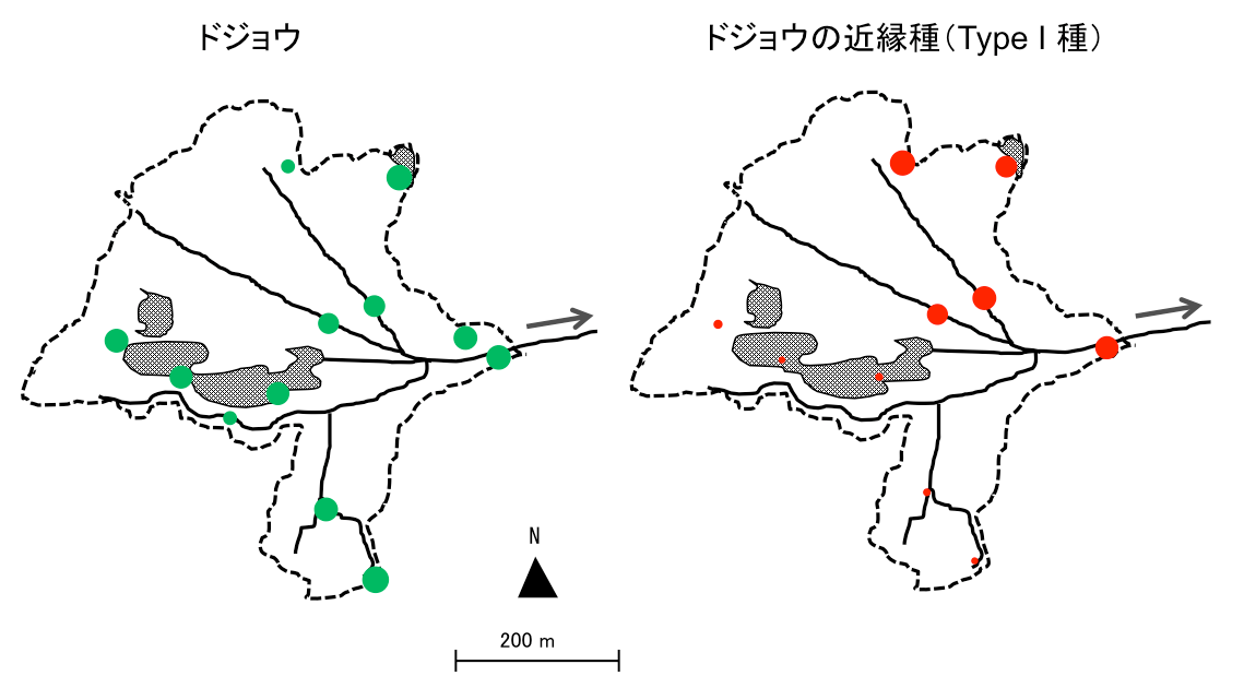 中池見湿地の環境DNA分析における2種のドジョウの陽性検出回数(丸の大きさは相対的な検出数を示す)