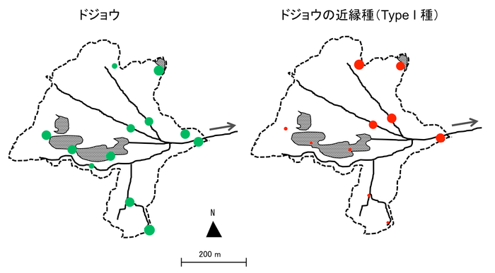 中池見湿地の環境DNA分析における2種のドジョウの陽性検出回数(丸の大きさは相対的な検出数を示す)