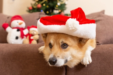 クリスマスは愛犬と一緒にほっこり旅！長野・蓼科の愛犬宿にて3大特典付クリスマスプラン販売｜～2025年12月25日