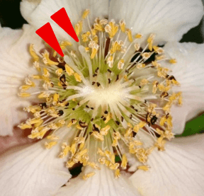 図2 B:片側の柱頭を残した雌花。矢印は残した柱頭を示す。