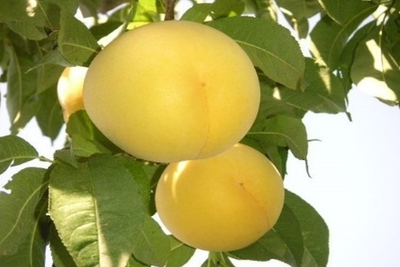 BiZ97SQEigCoJFIW0Fgp.jpg?w=940&h=940