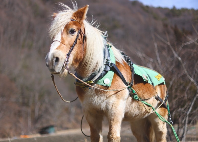 後継馬を仲間に入れて 馬との暮らしを継続発展を目指す クラウドファン