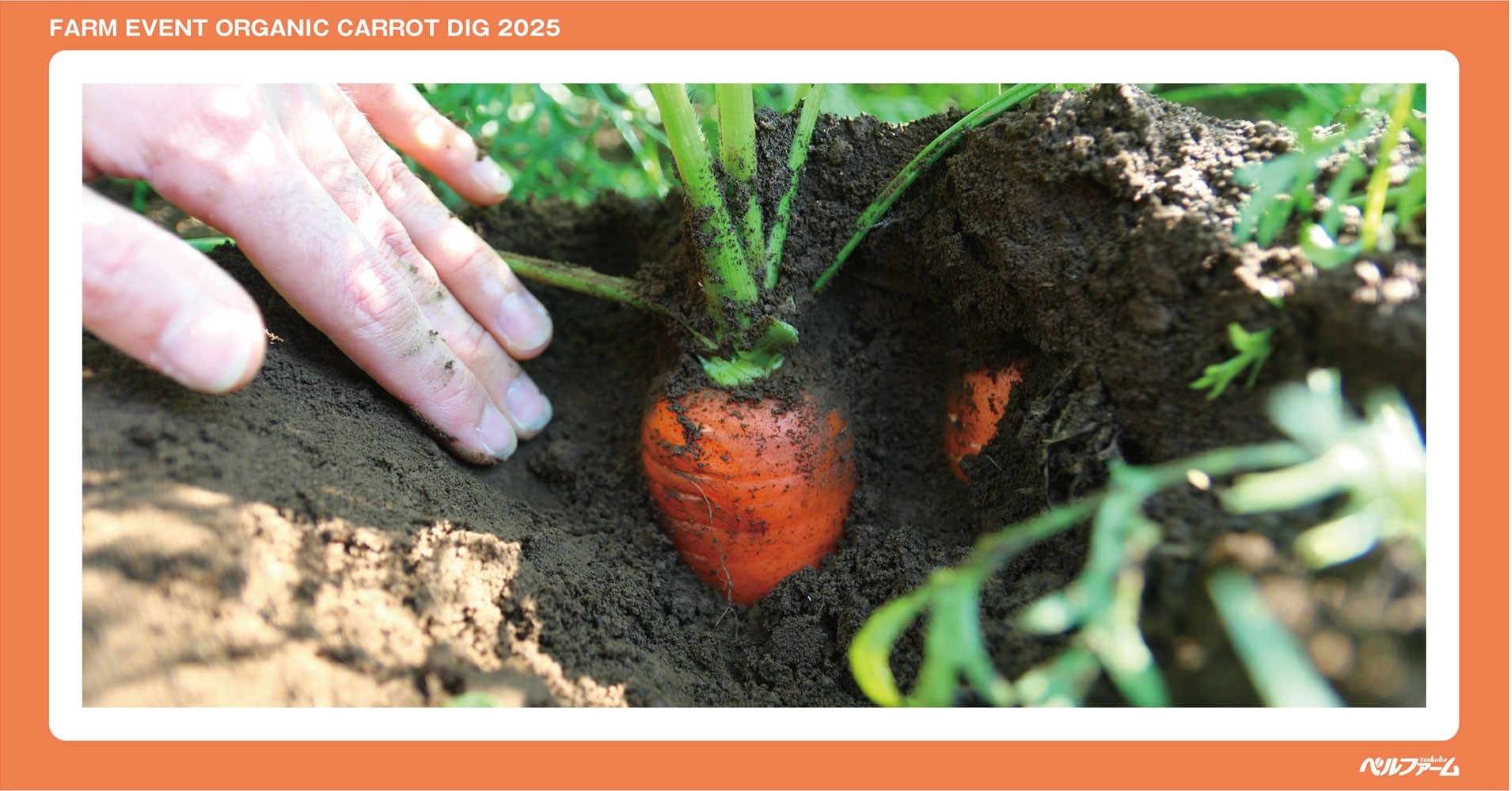 有機にんじん収穫体験イベントイメージ画像②