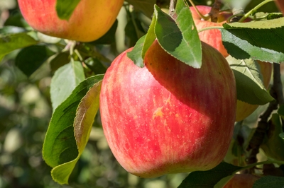 BsxgWaSCW3MAZK58fNmb.jpg?w=940&h=940