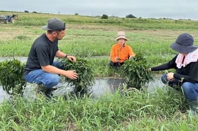 春に植えた、一の坊ファームの青唐辛子の様子（8月）