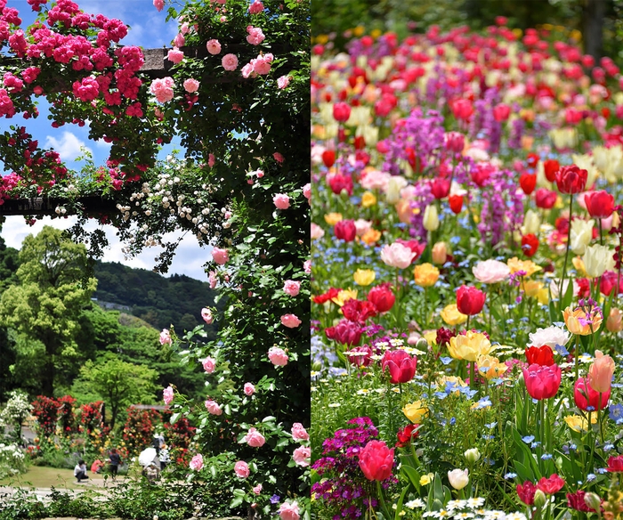 アカオハーブ&ローズガーデン