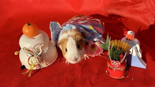 「のじま動物園」親子で楽しむ季節のスペシャル体験 『冬のどうぶつえんまつり』 1月・2月に開催！