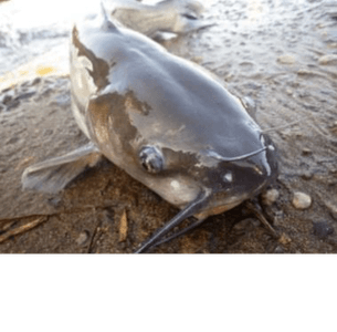 布目ダムで釣りあげられたアメリカナマズ