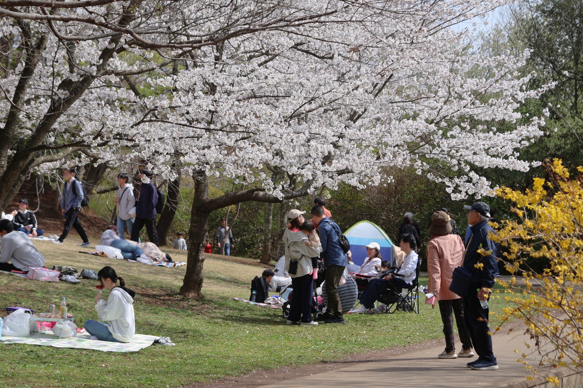 清水公園】3/14からさくらまつり開催！ | 清水公園