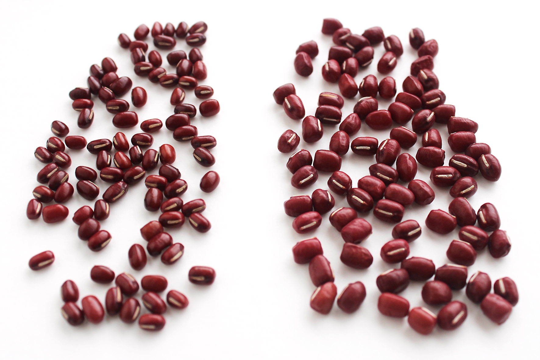 小豆比較写真(左:北海小豆、右:丹波の極)