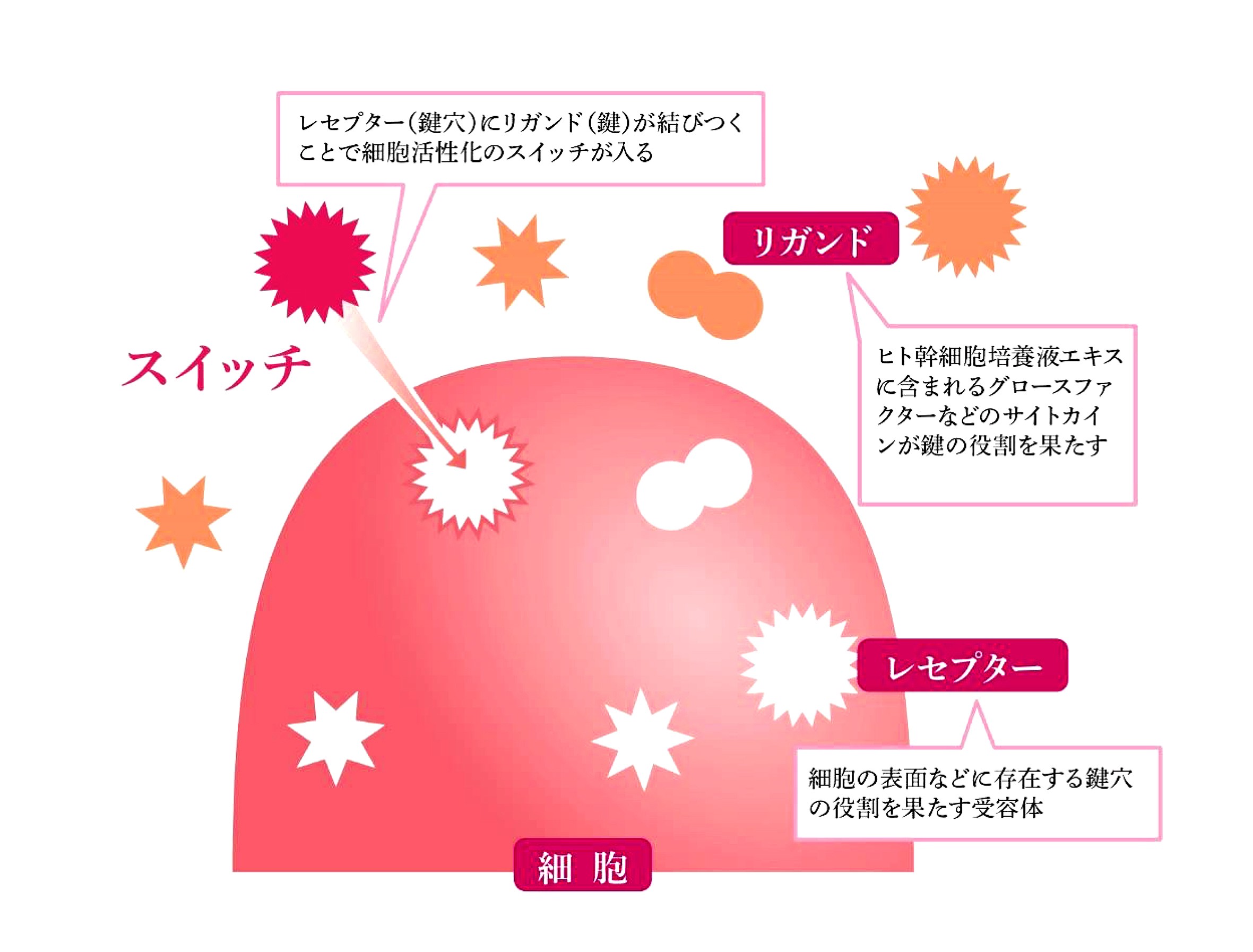 シロノクリニック、たるみ専門外来に再生医療技術の新処方 ヒト幹細胞 
