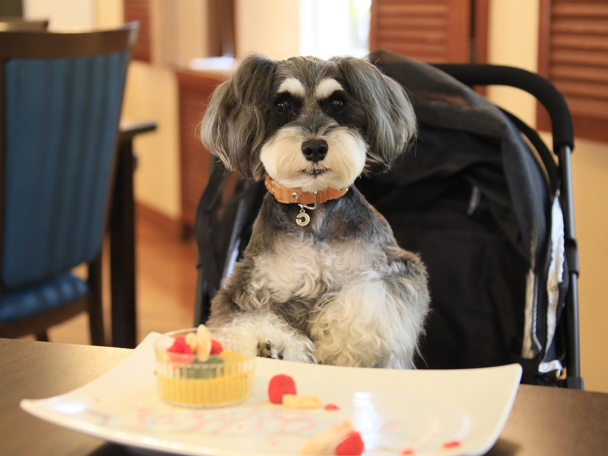 お食事 ※イメージ