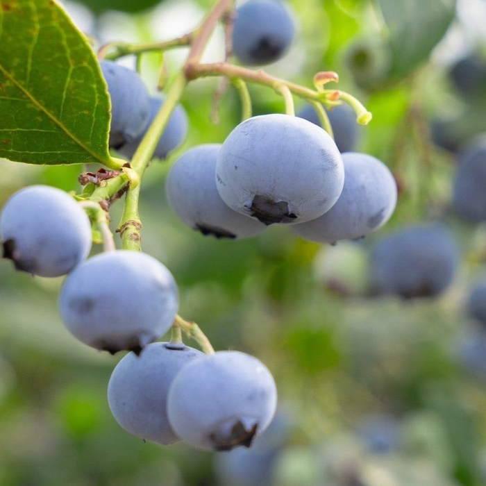 ブルーベリー摘み取り観光農園「ブルーベリーと里山と」のブルーベリー