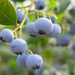 ブルーベリー摘み取り観光農園「ブルーベリーと里山と」のブルーベリー